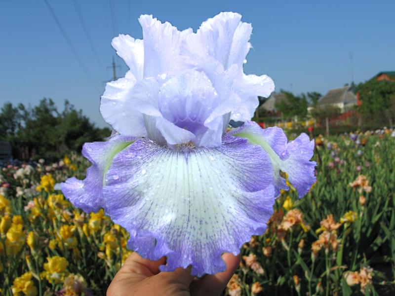 Iris acoma