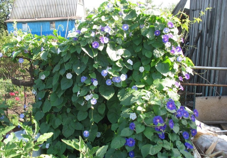 Une plante qui s'enroule autour d'un petit objet