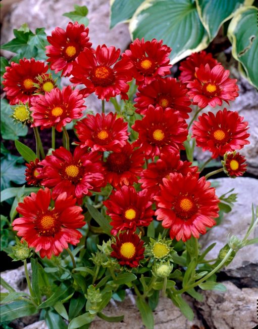 La couleur vive des fleurs évoque des émotions positives. Gaillarde
