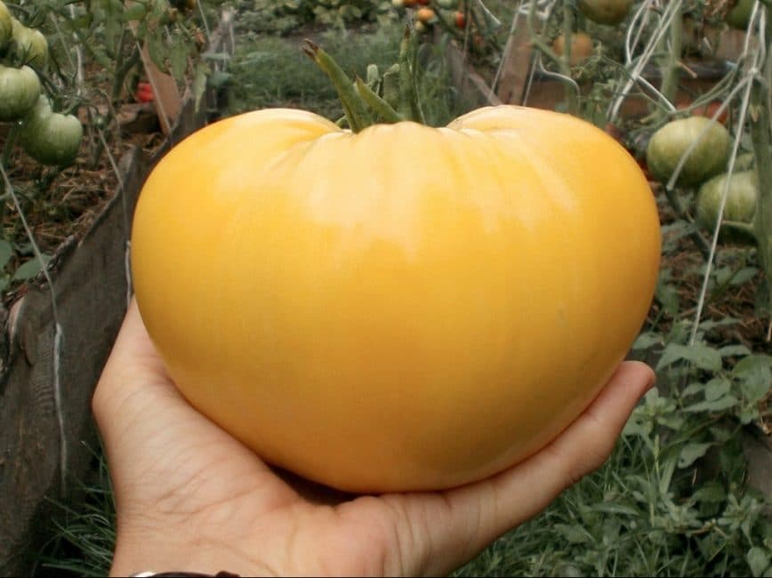 Tomate mûre Cœur haussier blanc (White Oxheart)