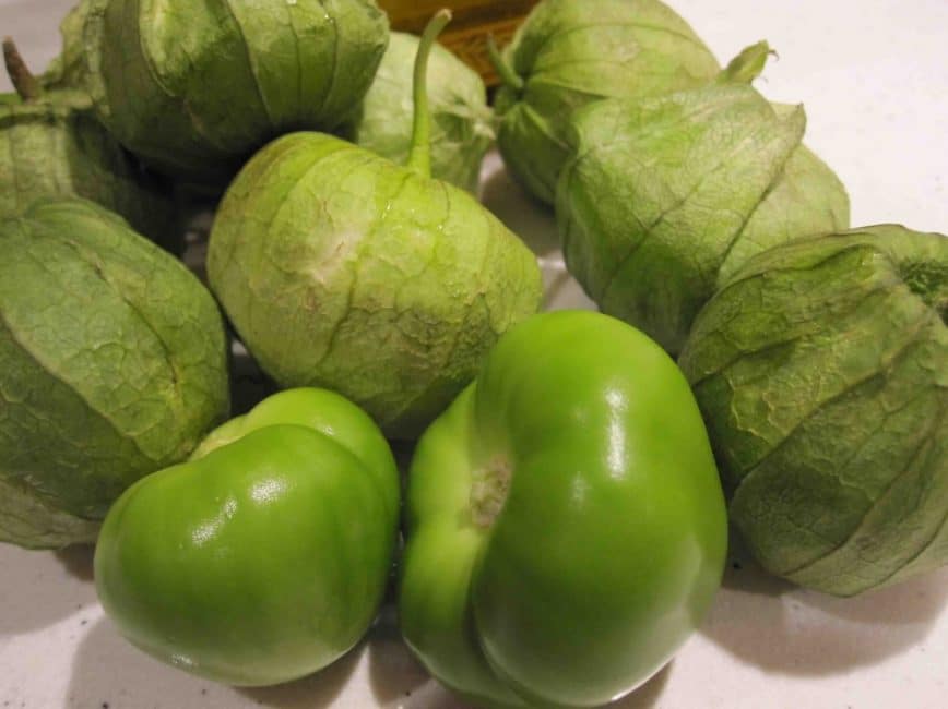 Fruits de la variété de sol Gribovsky