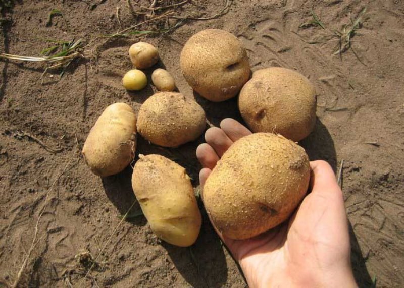 Tubercules de Vélina