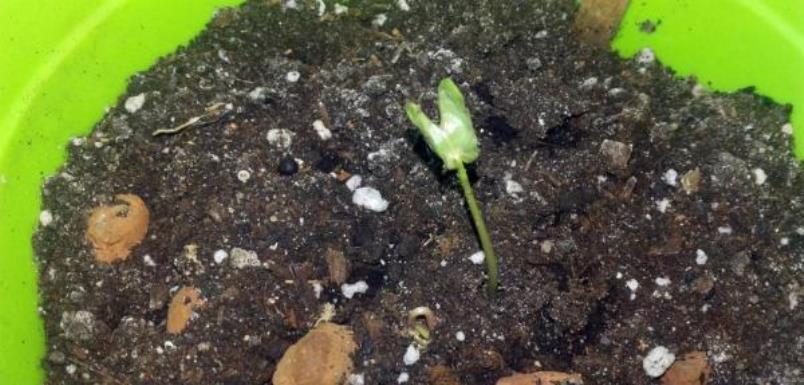 graine d'aglaonema germée