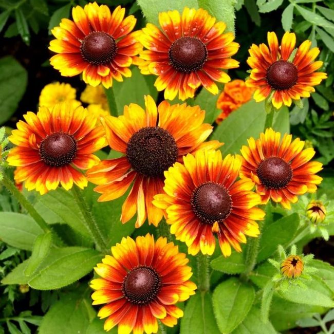 La gaillarde est belle