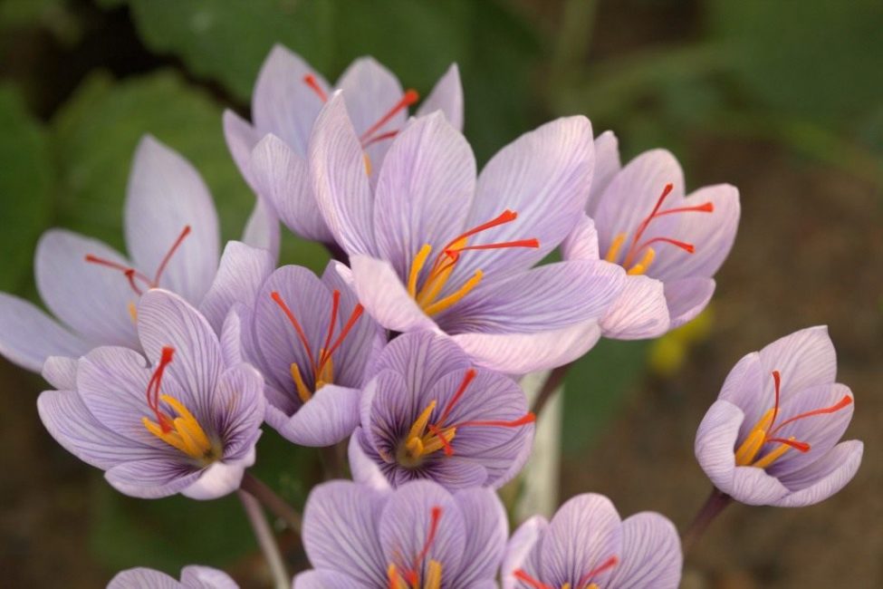 Crocus rabougri de Pallas