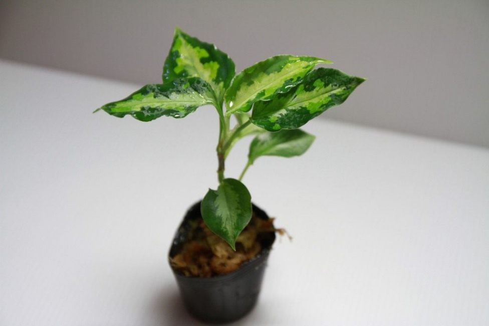 Une jeune plante prête à être transplantée dans un pot fixe