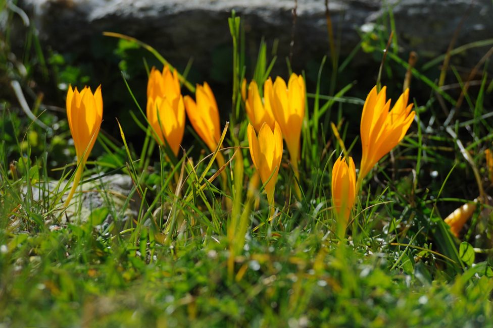 Crocus Sharoyana