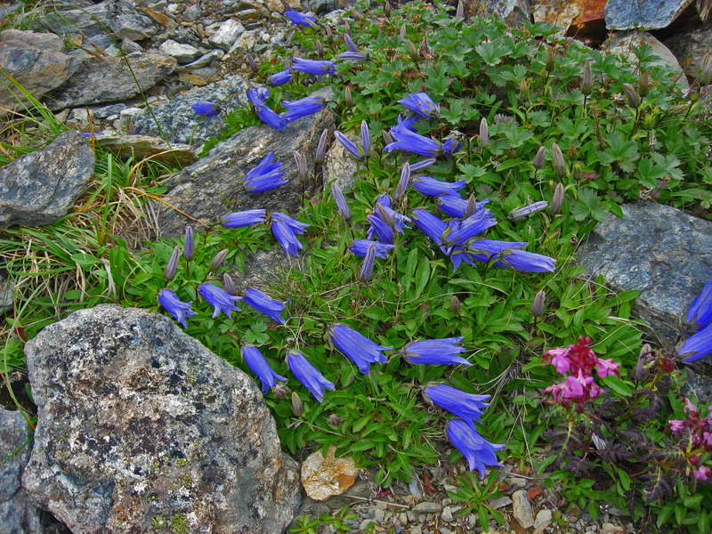 L'apparition de la variété Shamisso