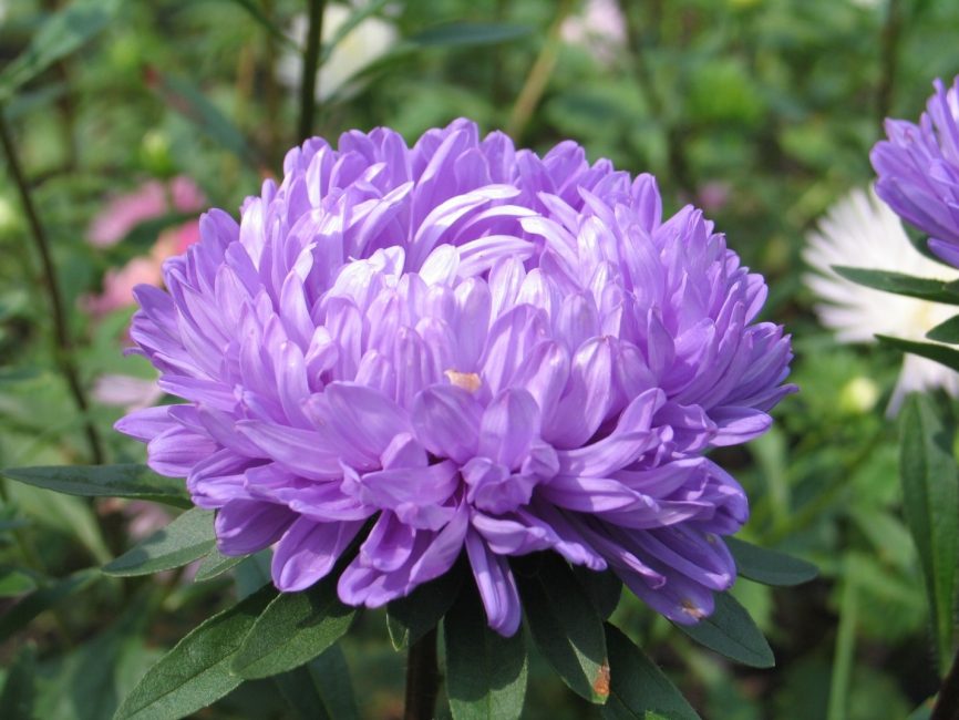 pivoine aster