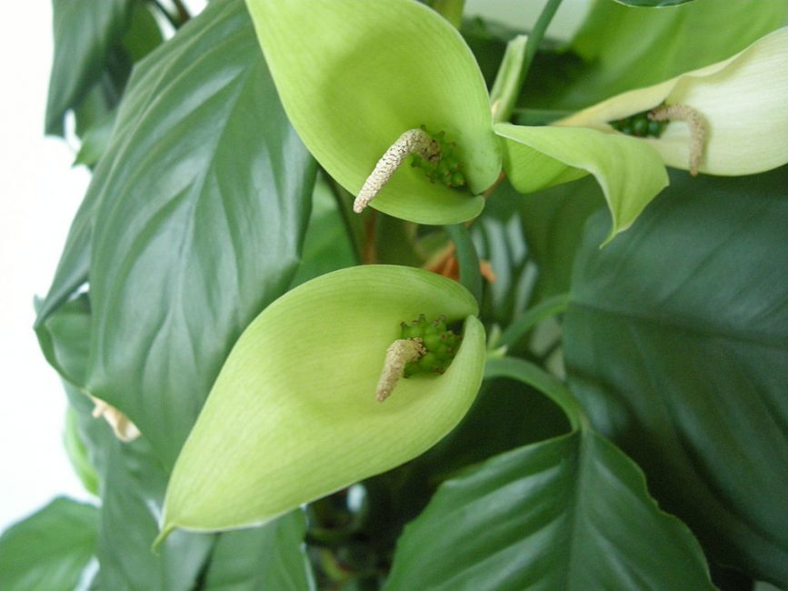Aglaonema fleur tempérée à fruits noués