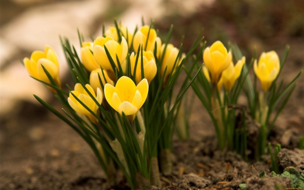 Crocus jaune