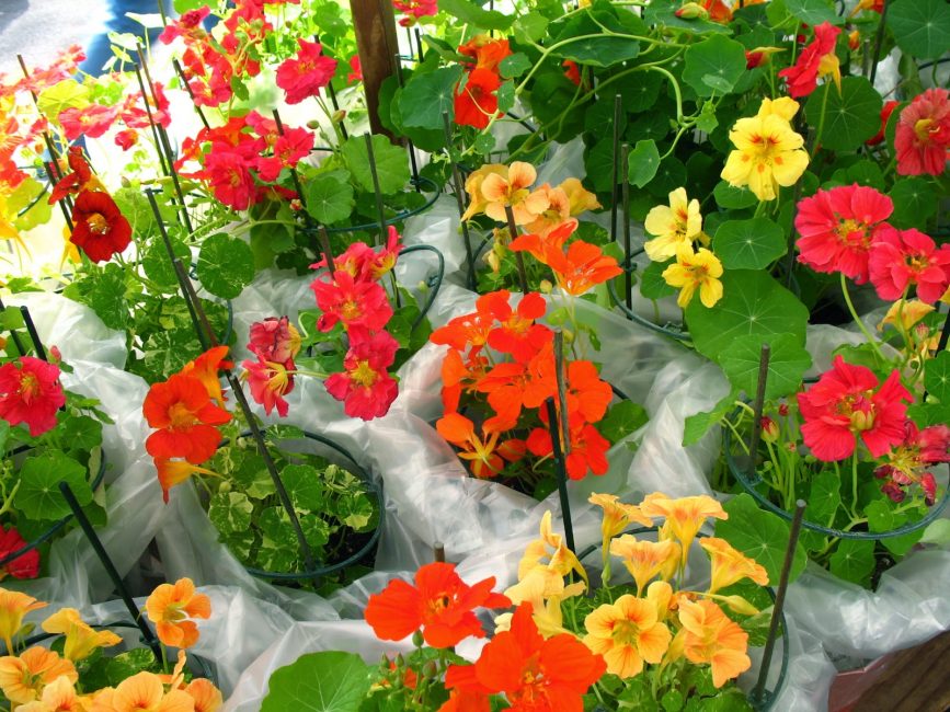 Une variété de formes et de couleurs de la beauté sud-américaine