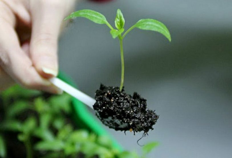 Une pioche avec une motte de terre. Une autre voie alternative.