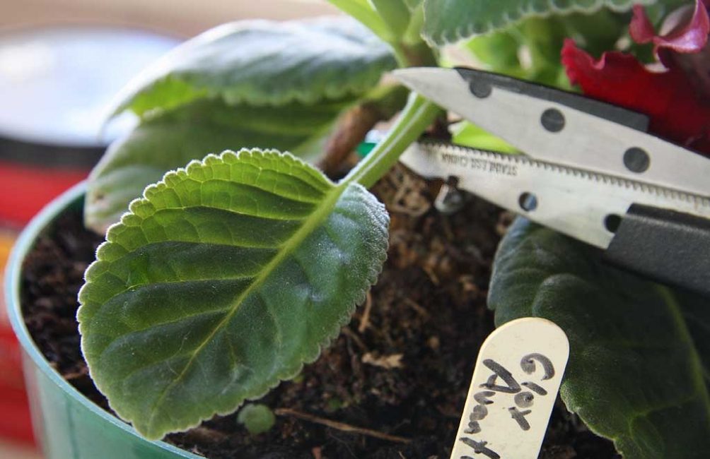 Processus de reproduction de Gloxinia