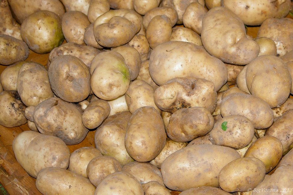 Tubercules de pomme de terre Milena