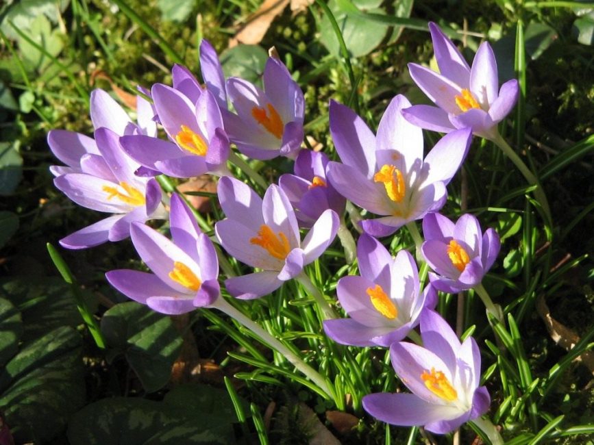 Crocus Tomasini