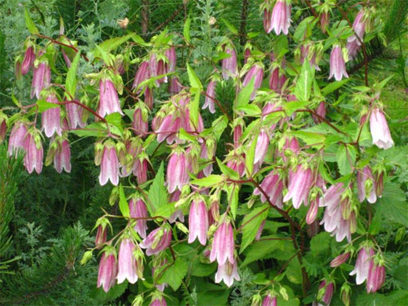 Takeshima de qualité Srednerosly; phase de floraison précoce