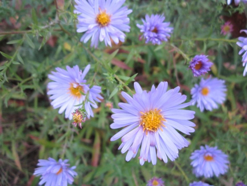 Aster italien