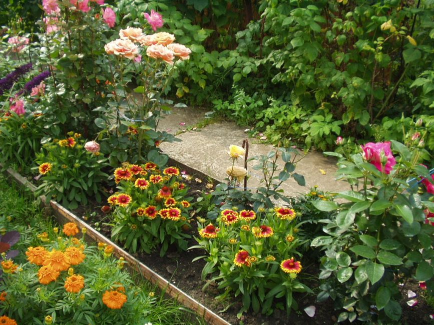 Variétés à faible croissance dans les plantations de fleurs mixtes. Gaillarde