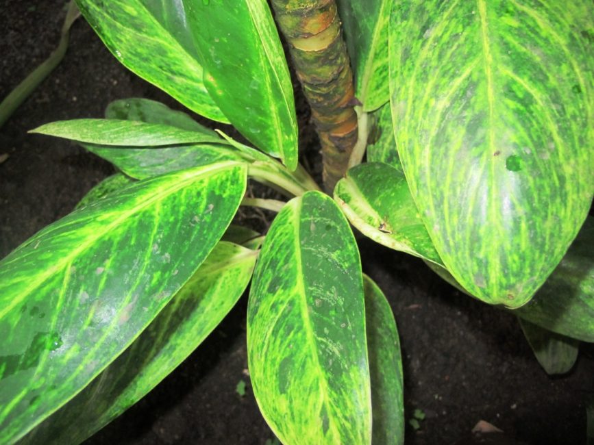 Aglaonema modifié (ou modifiable). Tige épaisse visible