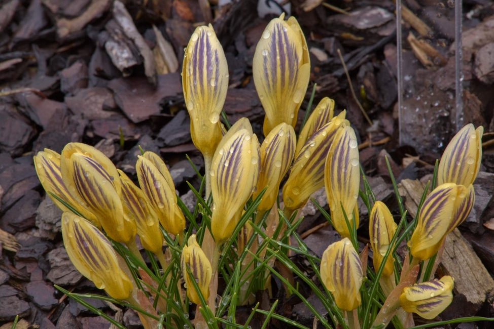 Crocus de Mariette
