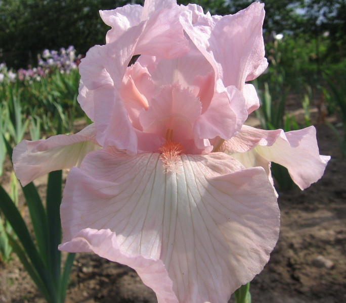 Iris allemagne rose