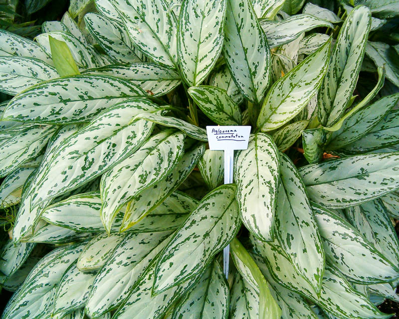 Aglaonema changeant avec une prédominance de pigment blanc