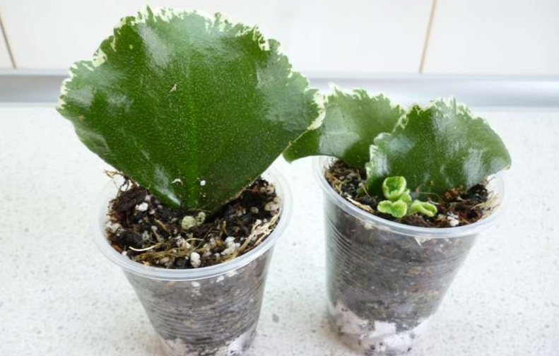 La troisième option d'élevage pour la gloxinia