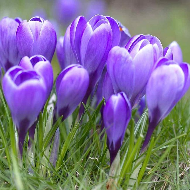 Crocus du Grand Mètre