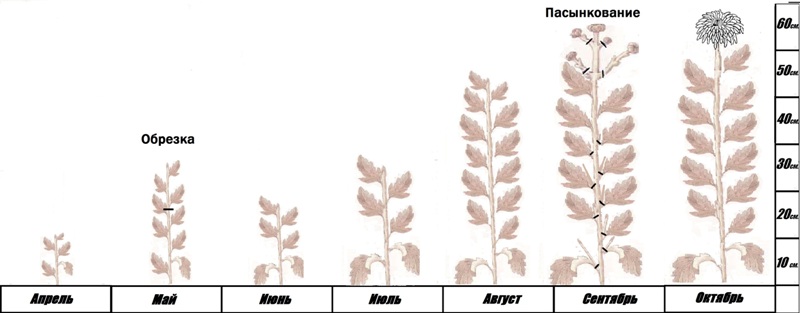 Comment faire un beau-fils de chrysanthème par mois
