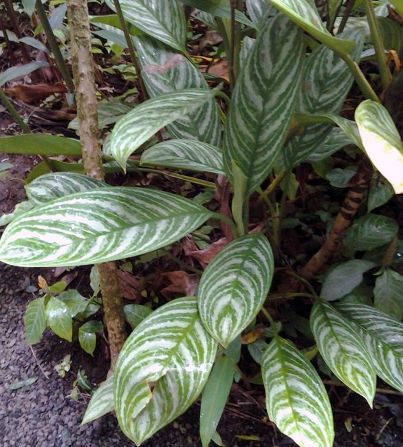 Aglaonema brillant