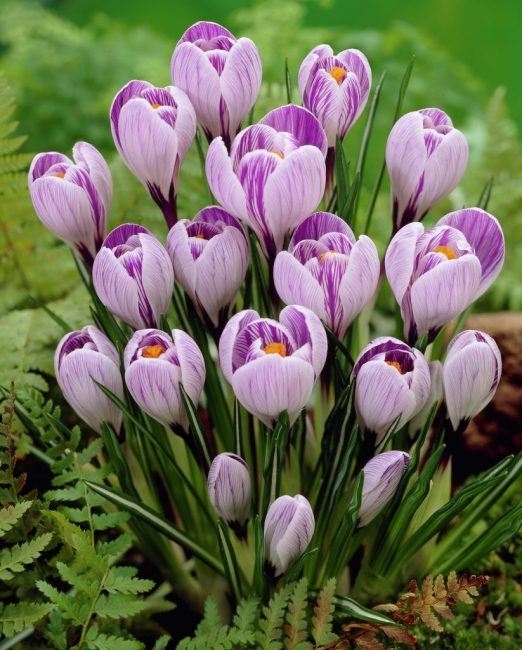 Crocus Pickwick