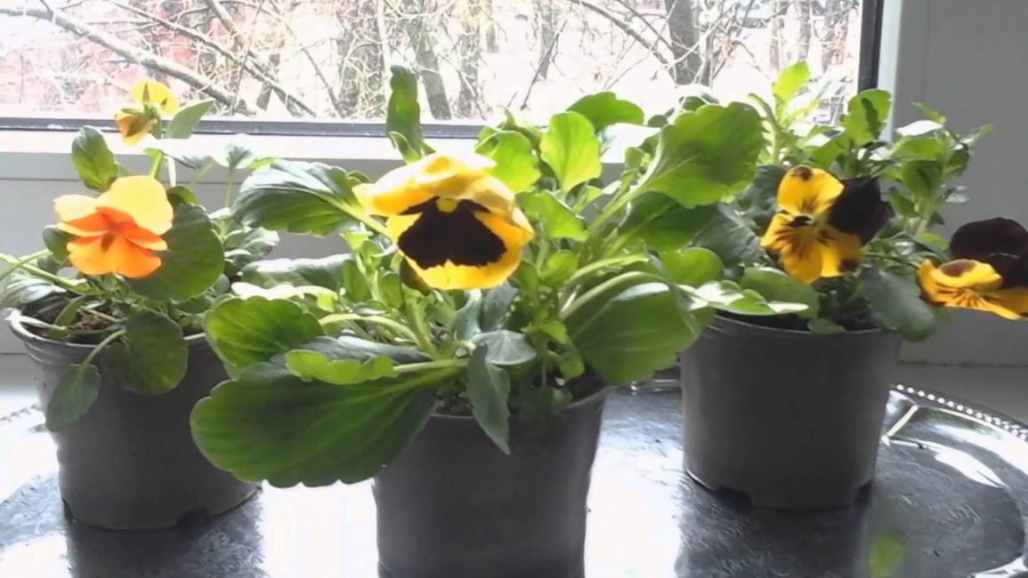 En plus de la méthode des graines, les pensées peuvent être propagées par bouturage ou marcottage.