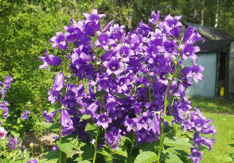 campanule à feuilles larges