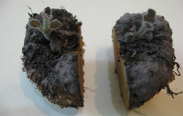 Tubercule de gloxinia divisé