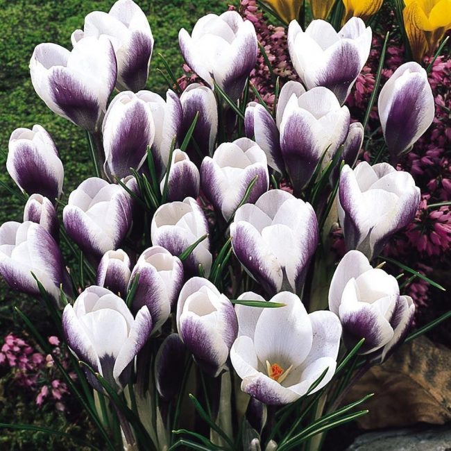 crocus prince claus