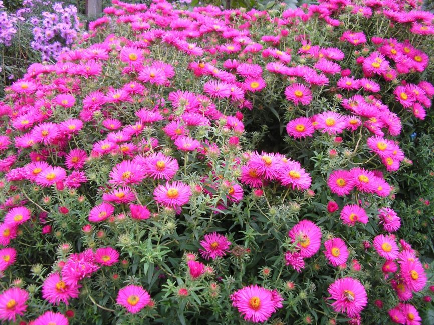 Aster de la Nouvelle-Angleterre