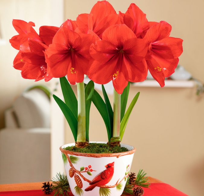 Amaryllis
