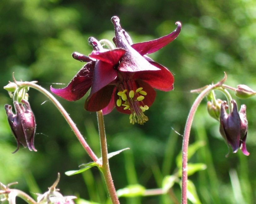 Aquilegia Karelina