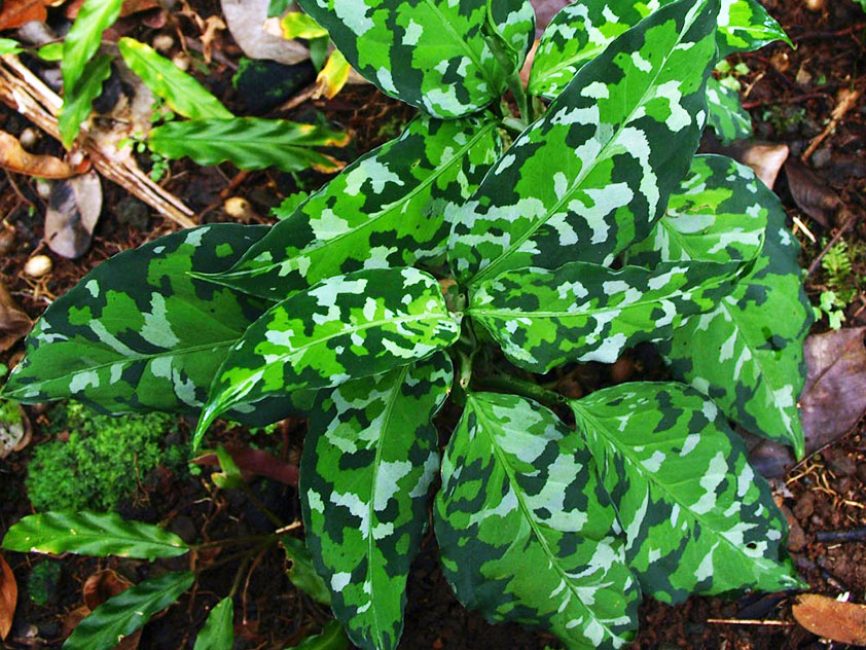 Aglaonema à feuilles allongées