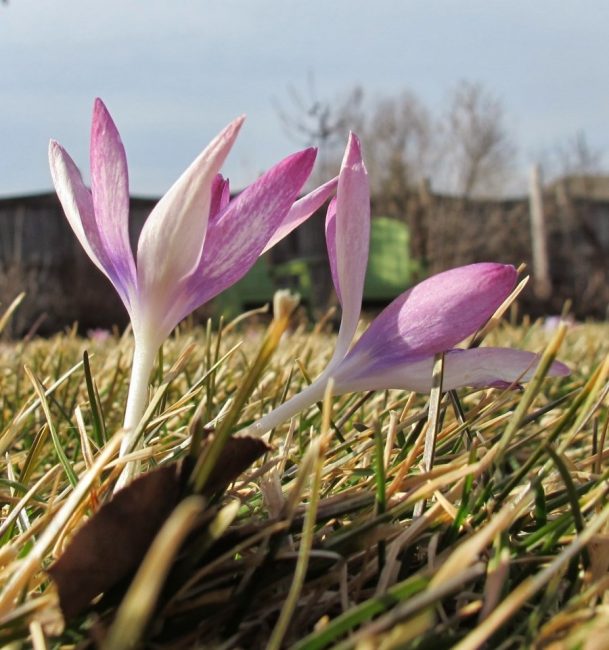 Crocus en plein champ