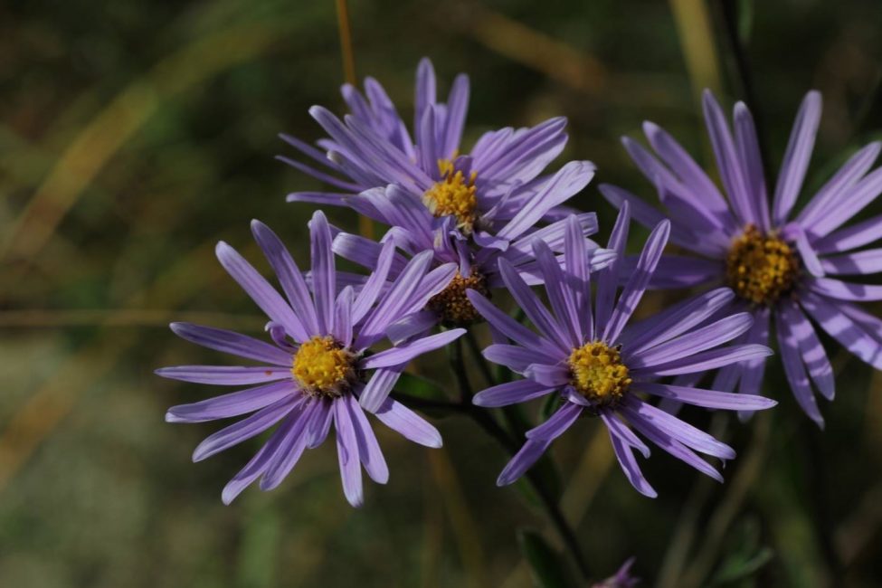 aster étoilé
