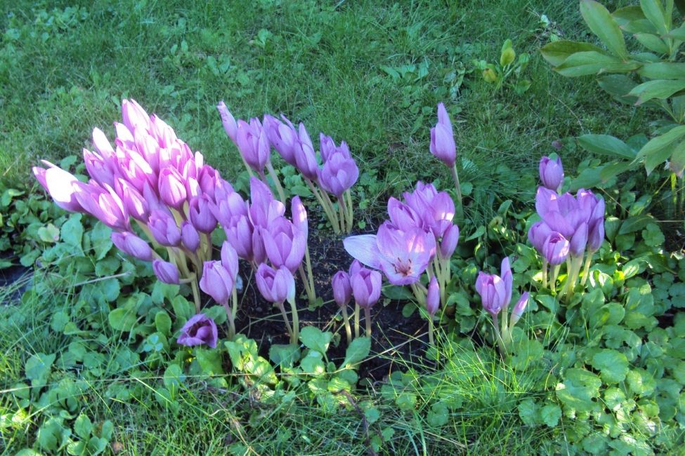 Les crocus ne nécessitent pas de soins complexes