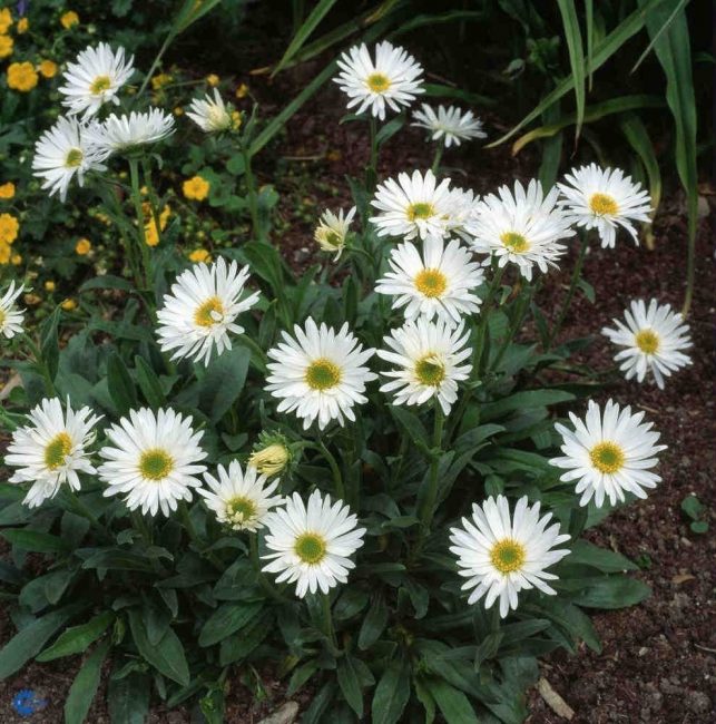aster à grandes feuilles