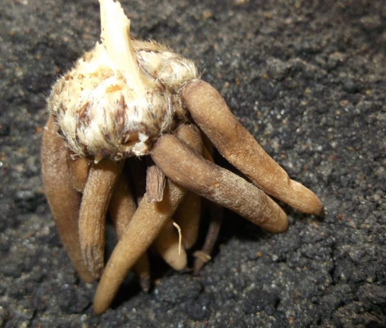 Bon tubercule à planter