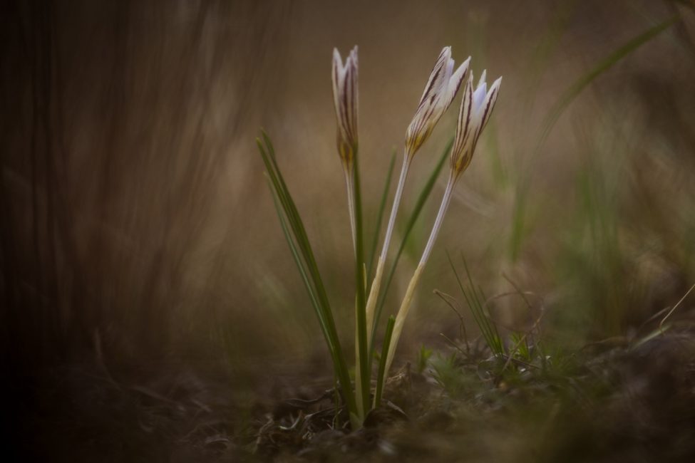 Une fois les fleurs fanées, il est recommandé de couper les tiges florales.