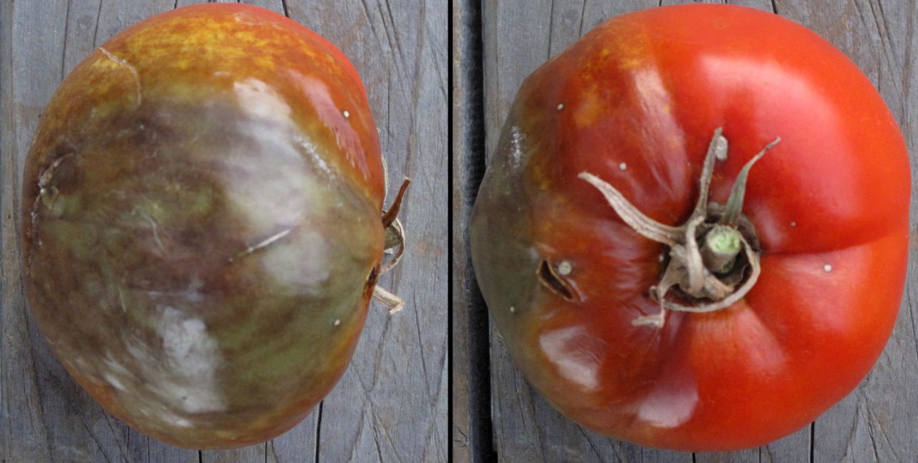 Les tomates sont le plus souvent touchées par le mildiou