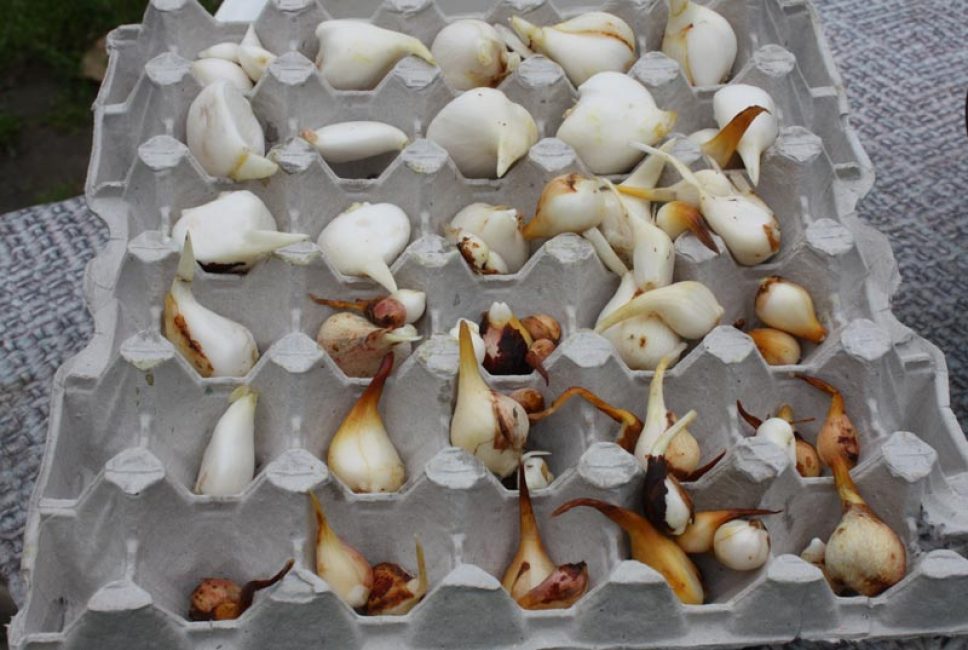 Les bulbes triés sont empilés en une seule couche et stockés dans une zone ventilée.