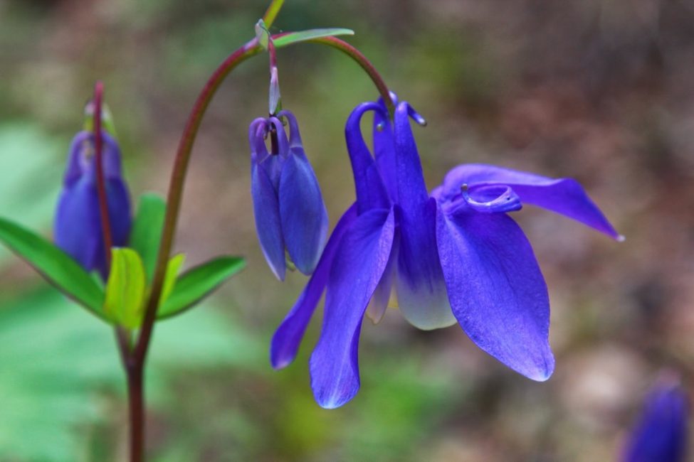 Aquilegie sibérienne