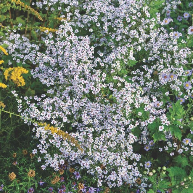 aster cordiforme